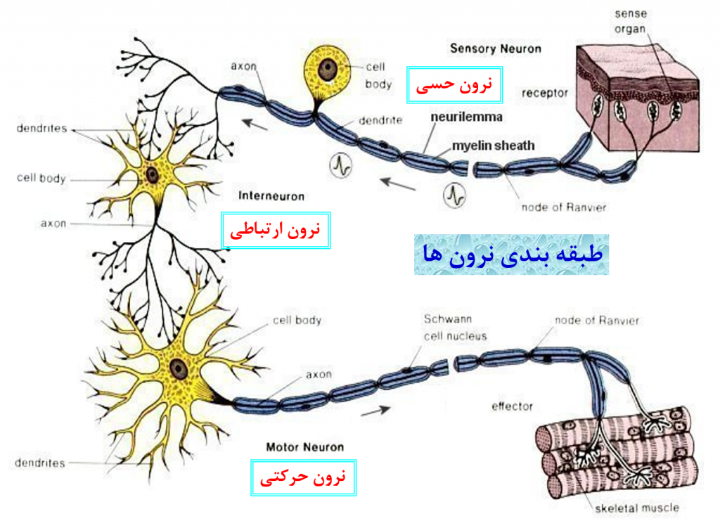 طبقه بندی نورون ها