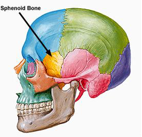 استخوان sphenoid
