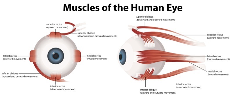عضلات چشم