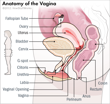 آناتومی واژن