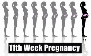 هفته یازدهم بارداری