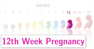 هفته دوازدهم بارداری ؛ شروع کار کلیه برای تولید ادرار | کافه پزشکی