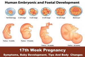هفته هفدهم بارداری ؛ اضافه شدن مقداری چربی به بدن جنین برای تنظیم دما | کافه پزشکی