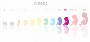 هفته نوزدهم بارداری ؛ رسیدن زمان سونوگرافی مرحله دوم | کافه پزشکی