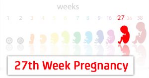 هفته بیست و هفتم بارداری