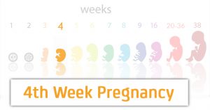 هفته چهارم بارداری ؛ وقایع، علائم و توصیه ها | کافه پزشکی