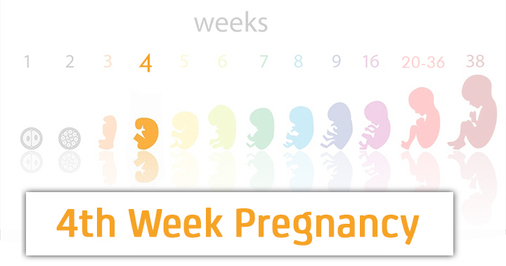 هفته چهارم بارداری