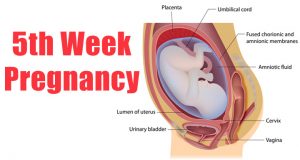 هفته پنجم بارداری ؛ شروع تپش قلب و شکل گیری مغز و نخاع | کافه پزشکی