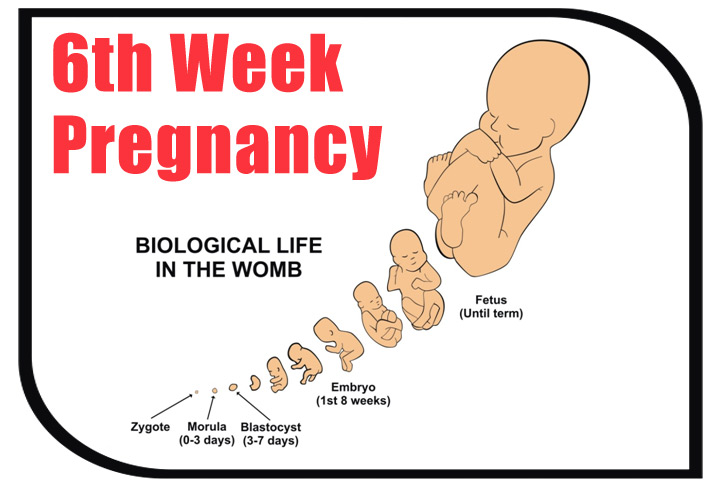 هفته ششم بارداری