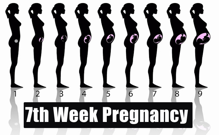 هفته هفتم بارداری