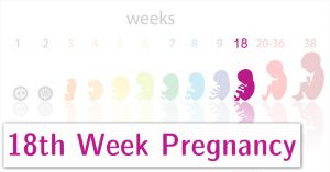 هفته هجدهم بارداری