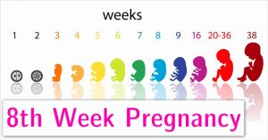 هفته هشتم بارداری ؛ پایان ماه دوم و تبدیل رویان به جنین | کافه پزشکی