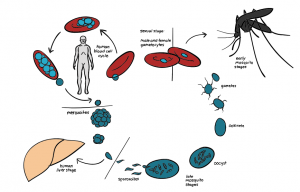 بیماری مالاریا (Maralia) ؛ علائم، علل و درمان آن | کافه پزشکی