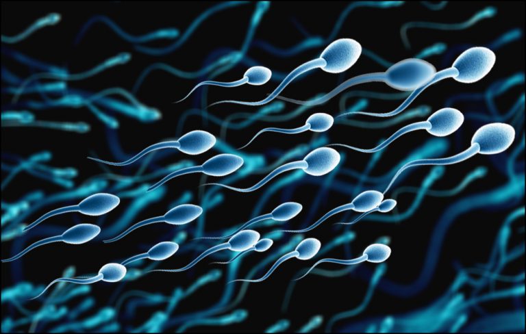 چگونگی تولید اسپرم