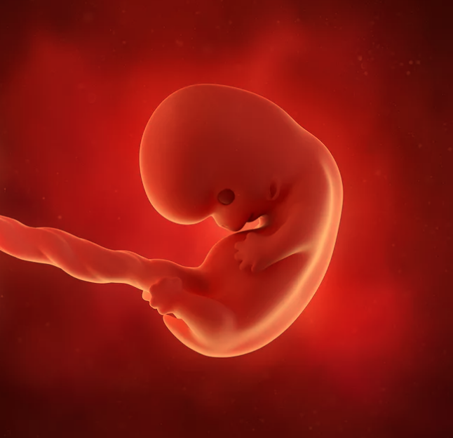 سونوگرافی جنین در هفته هشتم بارداری