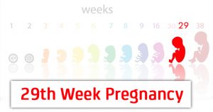 هفته بیست و نهم بارداری