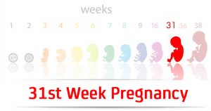 هفته سی و یکم بارداری