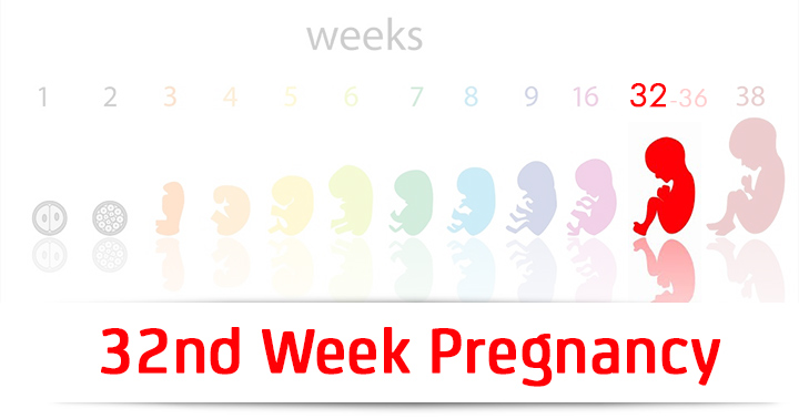 هفته سی و دوم بارداری