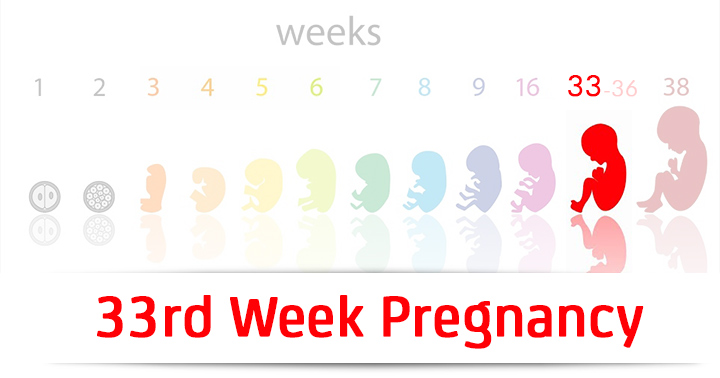 هفته سی و سوم بارداری