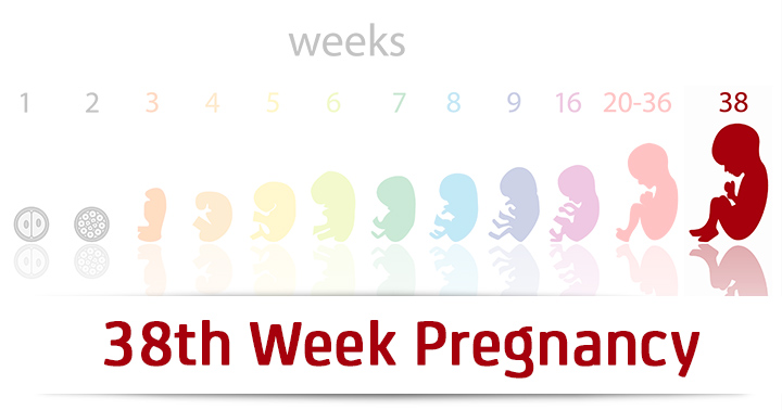 هفته سی و هشتم بارداری