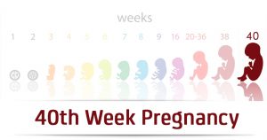 هفته چهلم بارداری ؛ پایان دوره کامل بارداری و آمادگی برای زایمان قریب الوقوع | کافه پزشکی