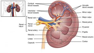 آناتومی و فیزیولوژی کلیه | کافه پزشکی
