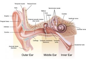 آناتومی گوش انسان | کافه پزشکی