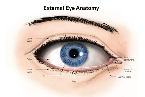 آناتومی چشم