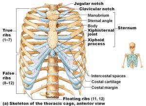 آناتومی قفسه سینه ( دنده ها ، جناغ ، ترقوه ، کتف ) | کافه پزشکی