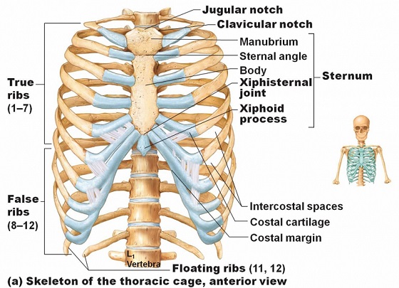 آناتومی قفسه سینه ( دنده ها ، جناغ ، ترقوه ، کتف ) | کافه پزشکی | هر