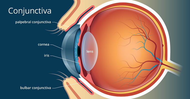 آناتومی چشم انسان | کافه پزشکی | هر آنچه که در علم طب به آن نیاز دارید