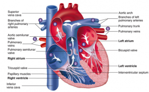 آناتومی و فیزیولوژی قلب