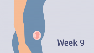 هفته نهم بارداری ؛ نمایان شدن انگشتان و ناپدید شدن دنبالچه جنینی | کافه پزشکی
