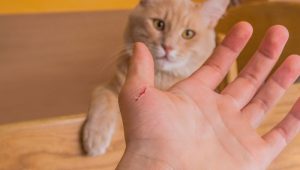 سیر تا پیاز بیماری خراش گربه (Cat Scratch Disease) | کافه پزشکی